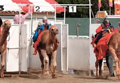 Hedrick's Zebra, Camel, Ostrich, Emu & Duck Races