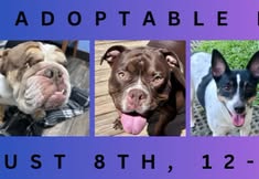 ARF Adoptables at August Peculiar Winery Vendor Fair!